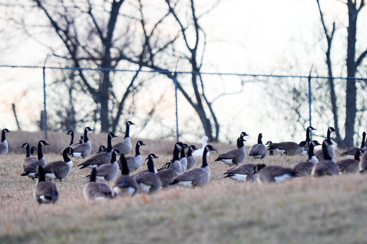 Ross's Goose - ML628942714