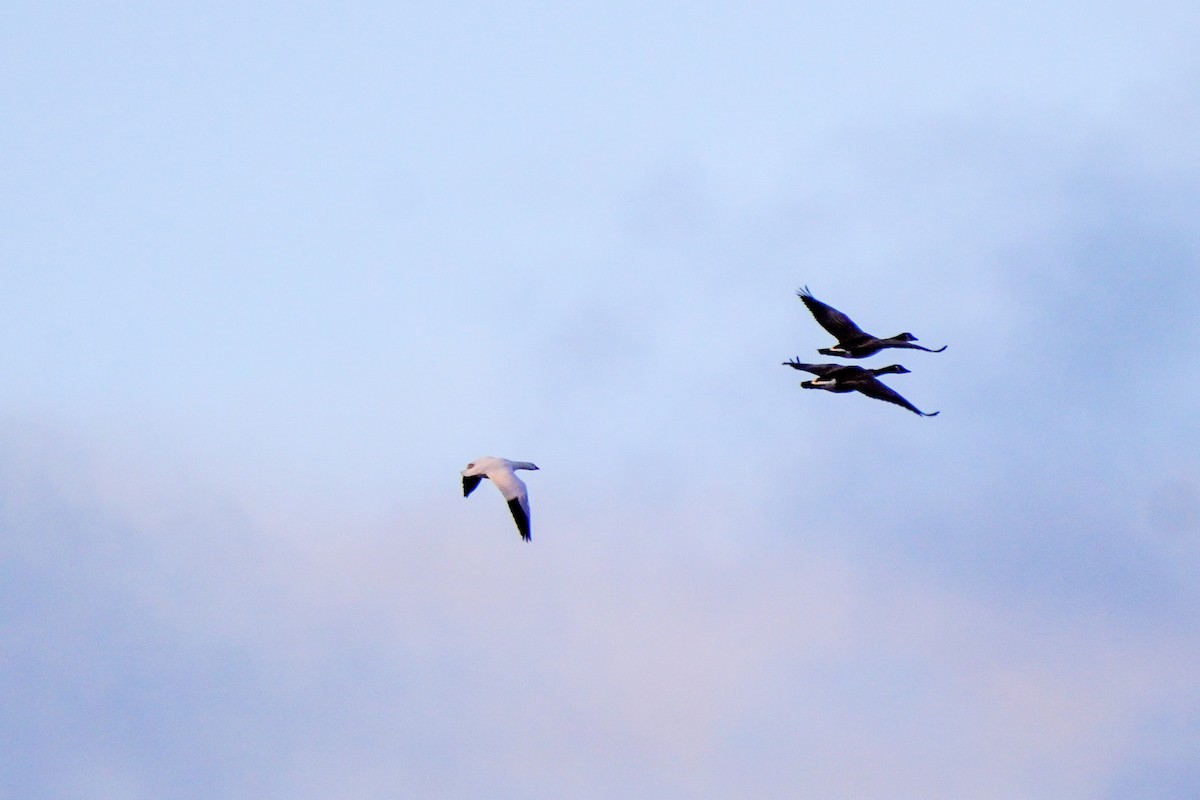 Ross's Goose - ML628942728