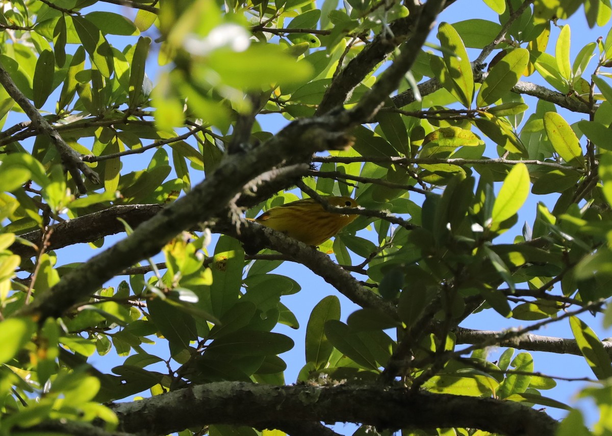 Yellow Warbler - ML628942818