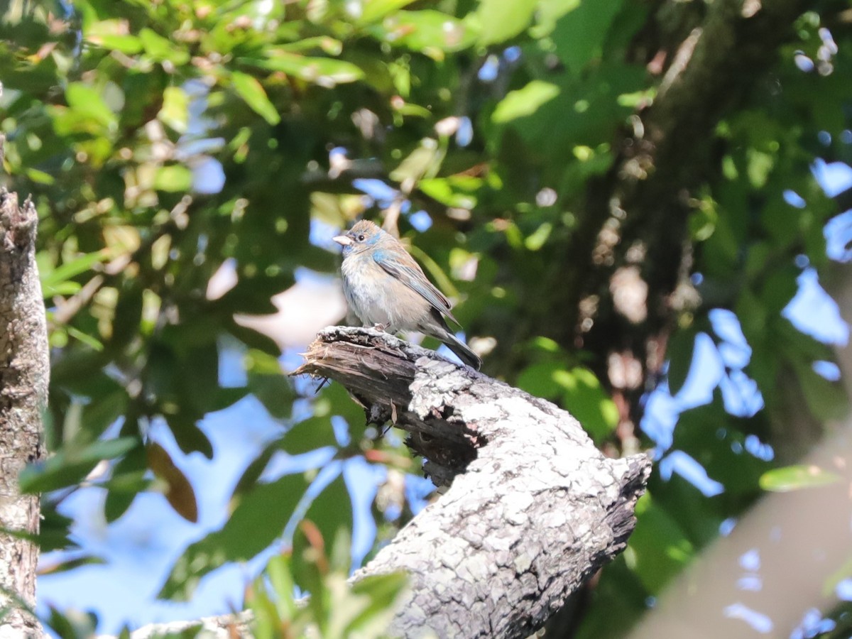 Indigo Bunting - ML628942827