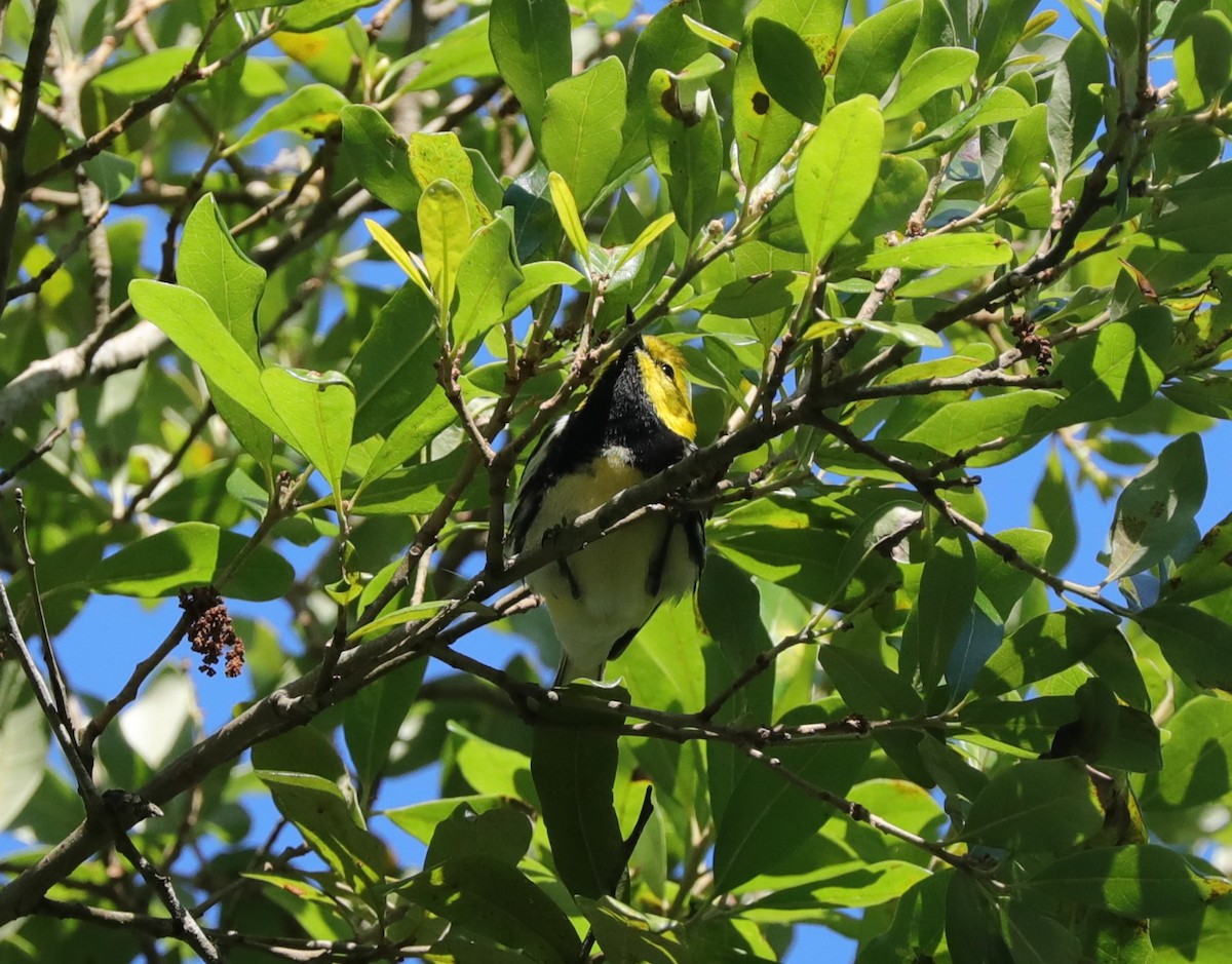 Black-throated Green Warbler - ML628942889