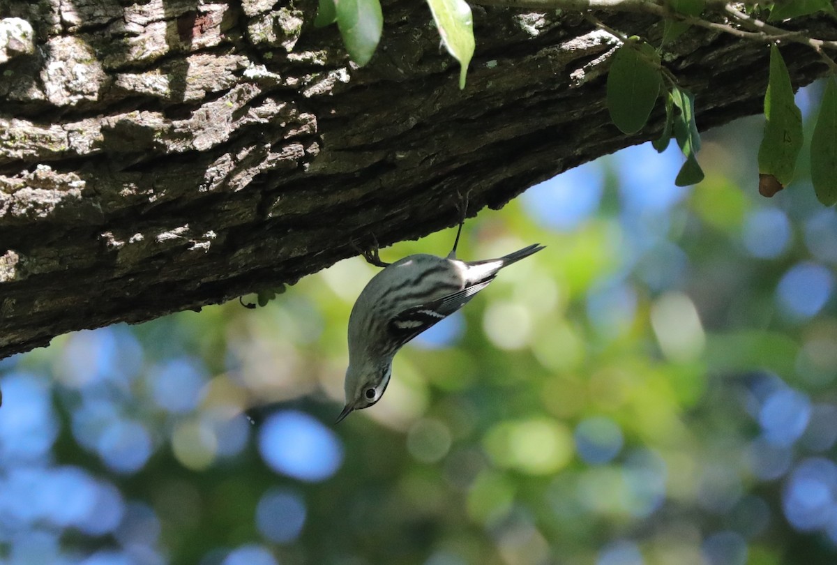 Black-and-white Warbler - ML628942900