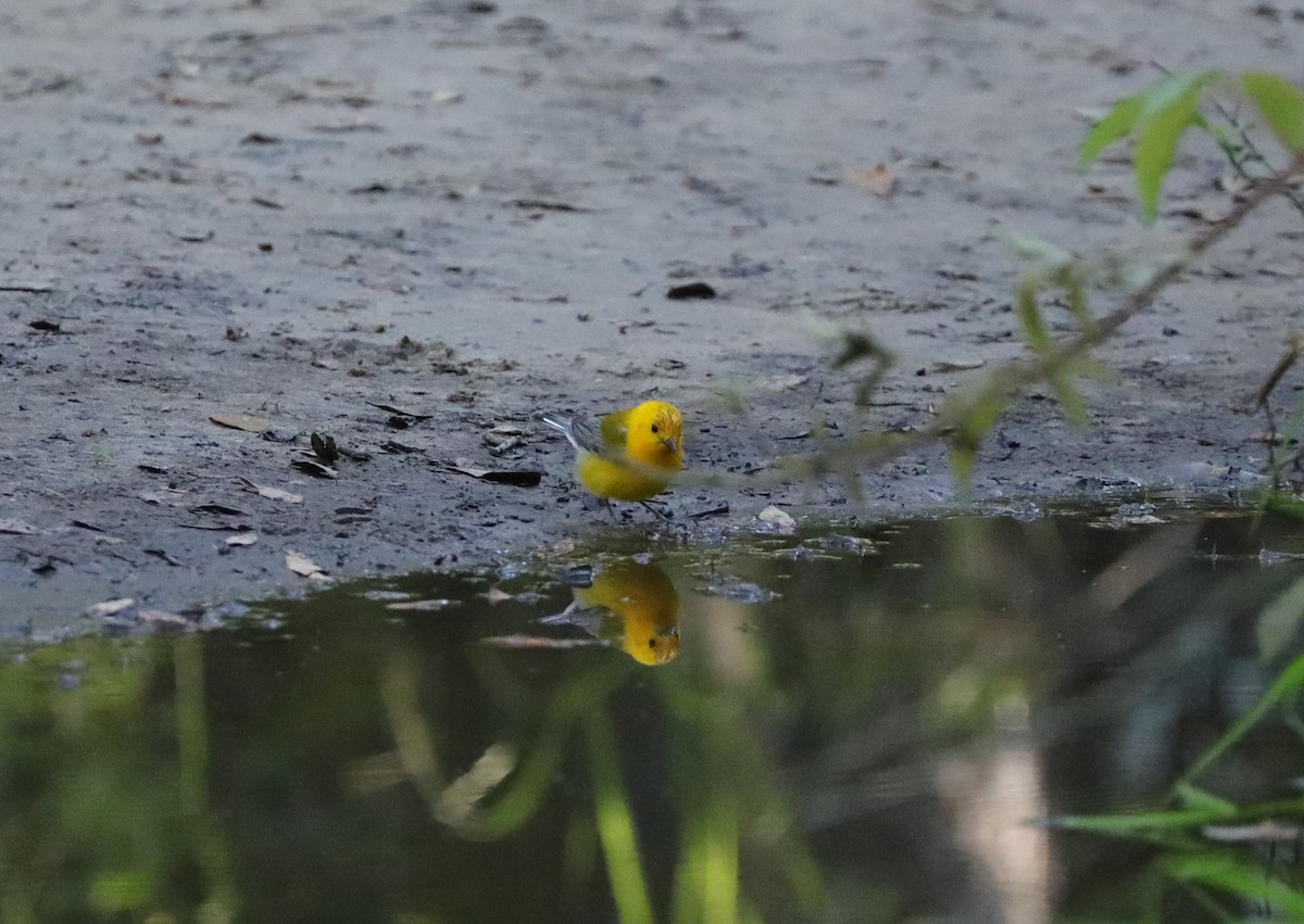 Prothonotary Warbler - ML628942906