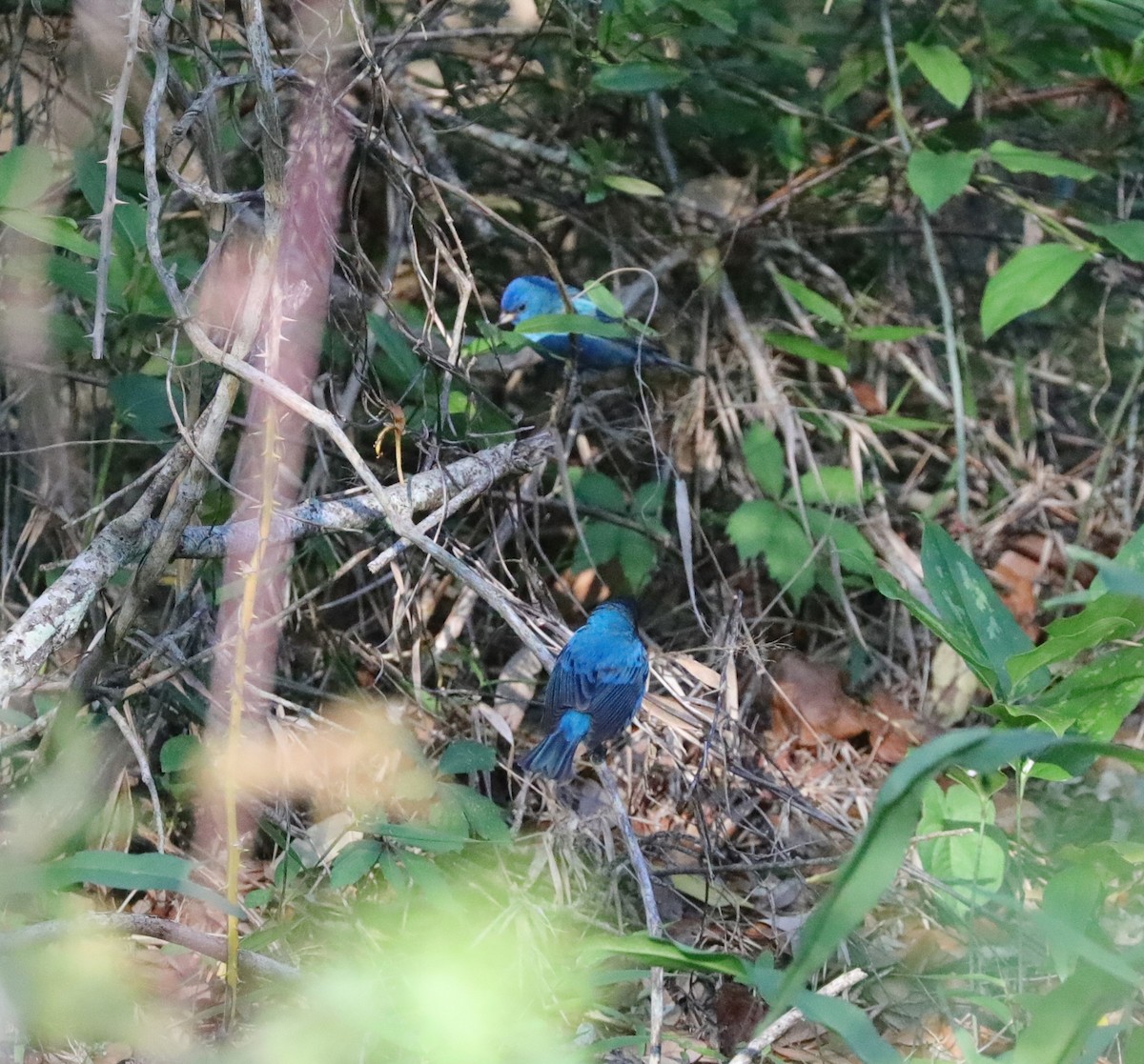 Indigo Bunting - ML628942929