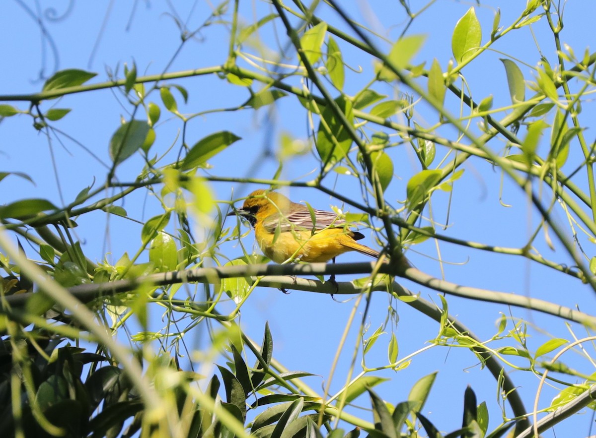 Orchard Oriole - ML628943006