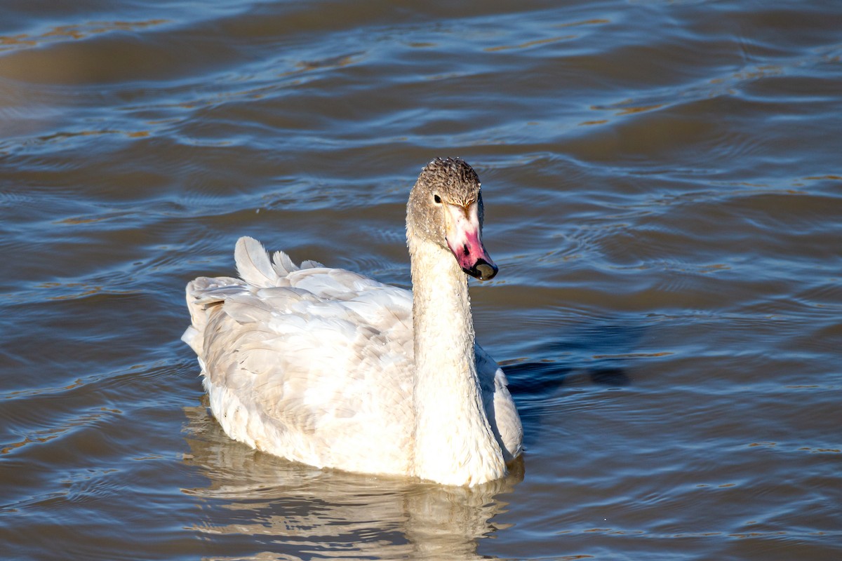 labuť malá - ML628943303