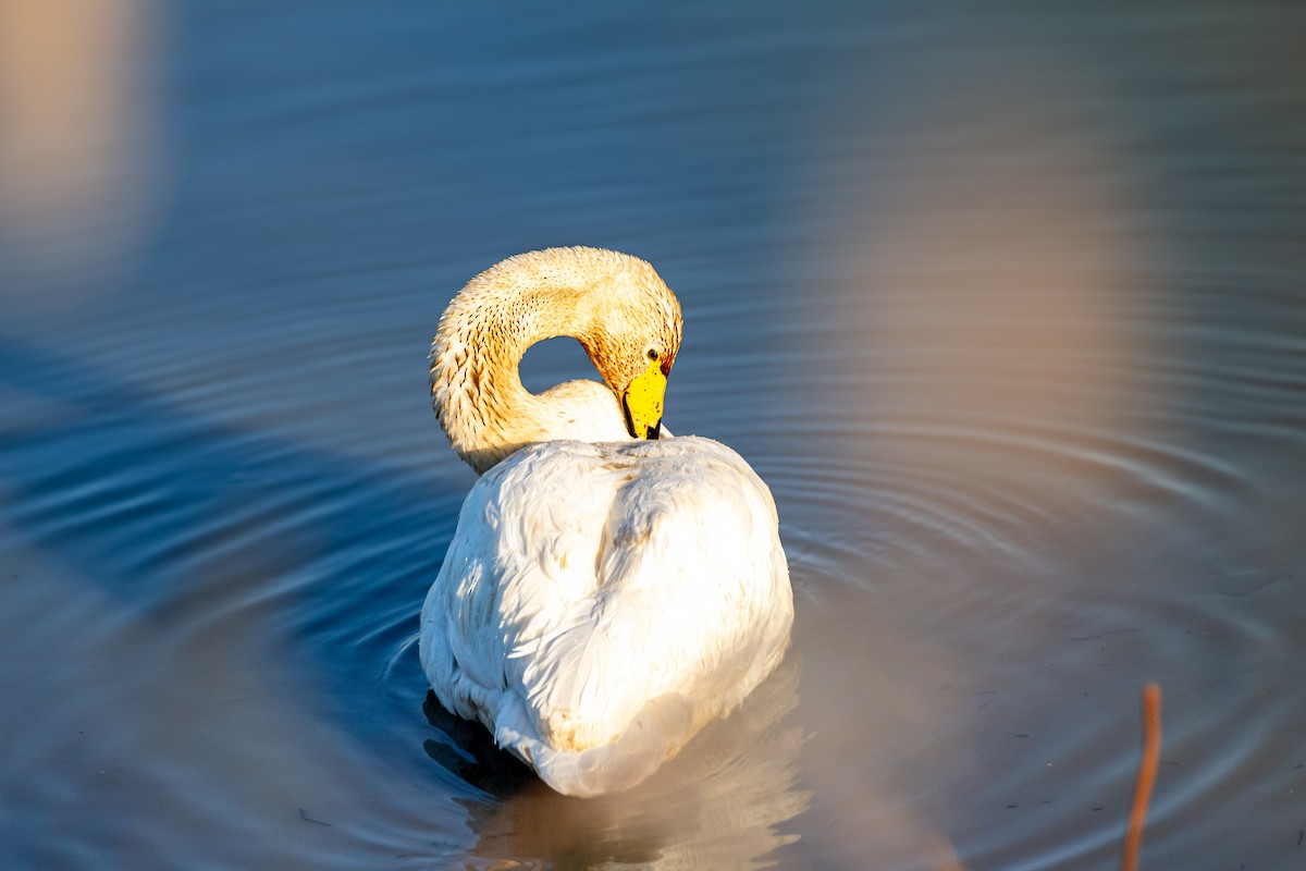 labuť zpěvná - ML628943334