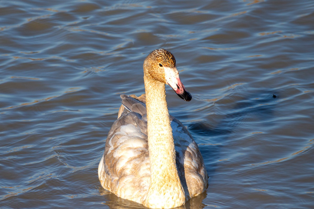 labuť zpěvná - ML628943335