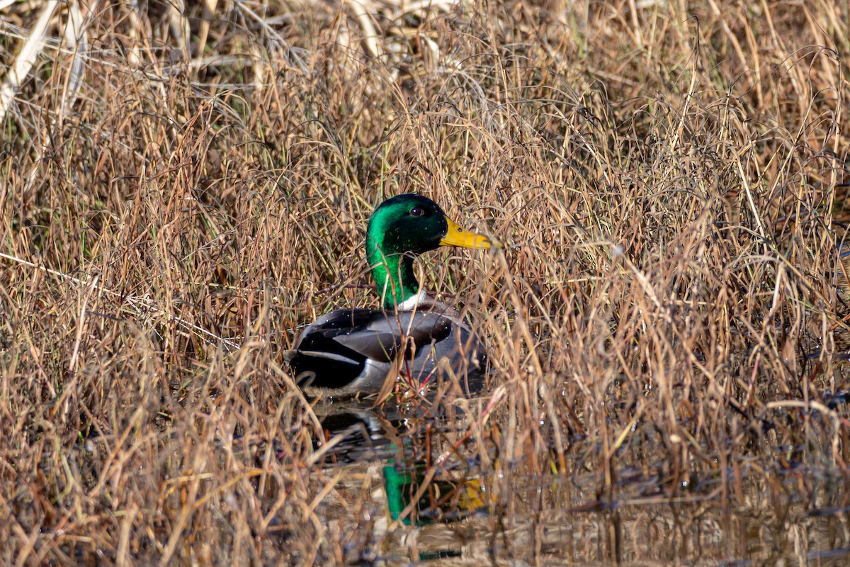 kachna divoká - ML628943358