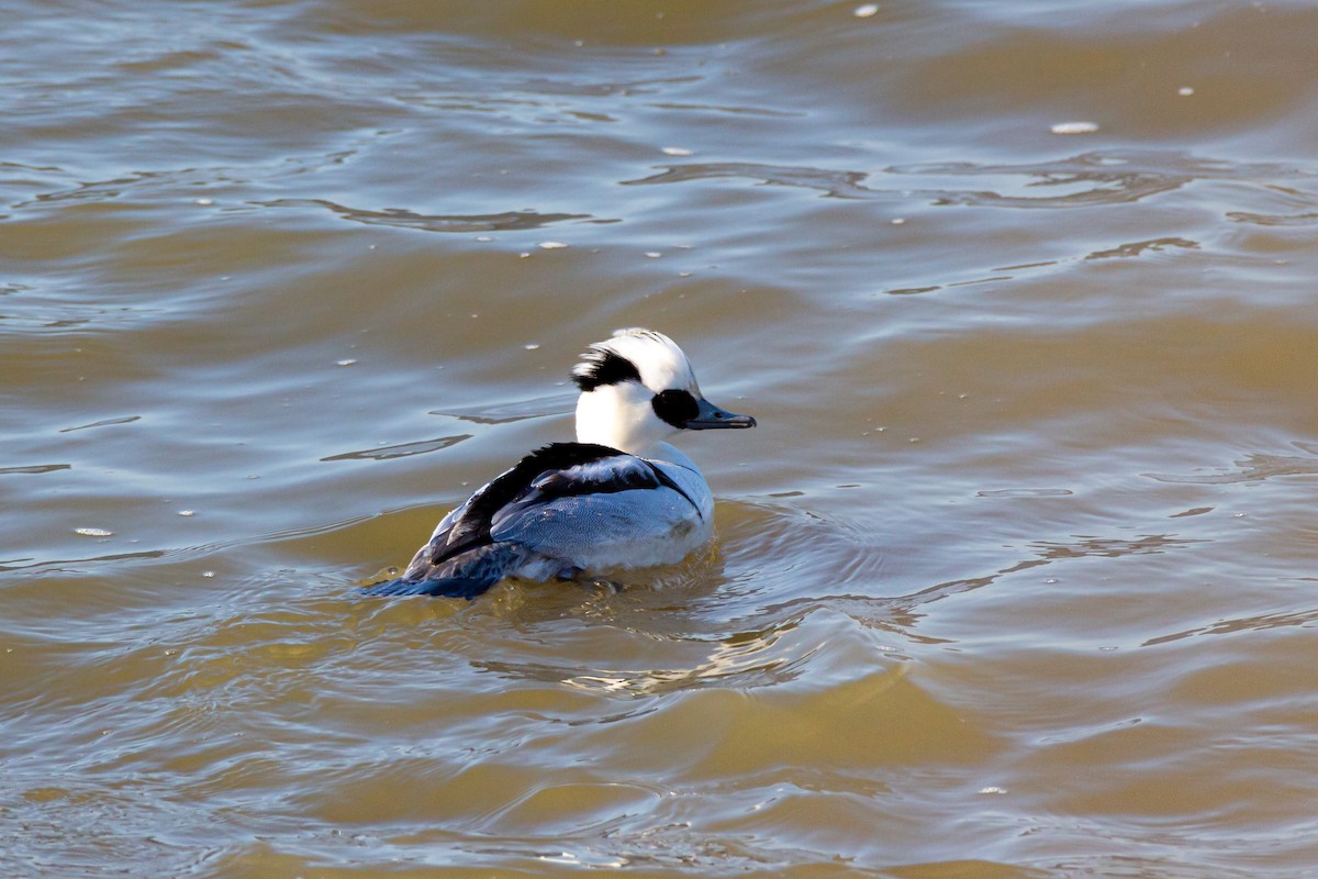 morčák malý - ML628943389