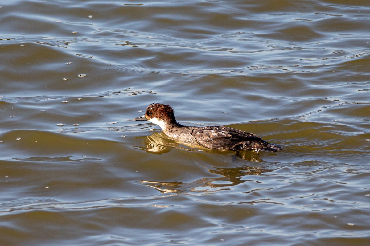 morčák malý - ML628943390