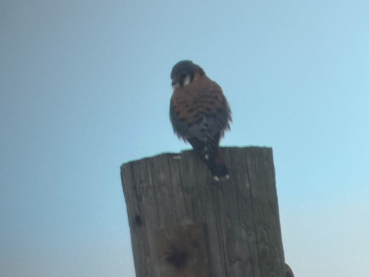 American Kestrel - ML628943428