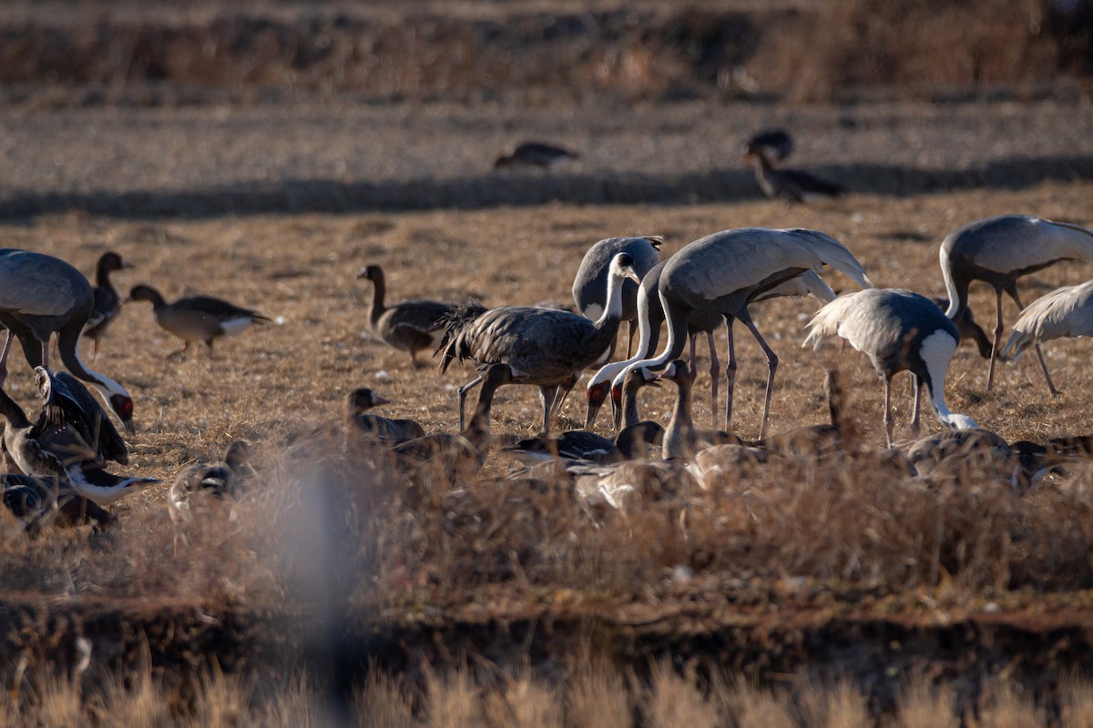 jeřáb bělohlavý - ML628943477