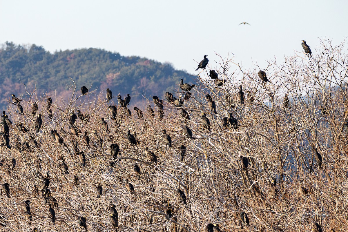 kormorán velký - ML628943498