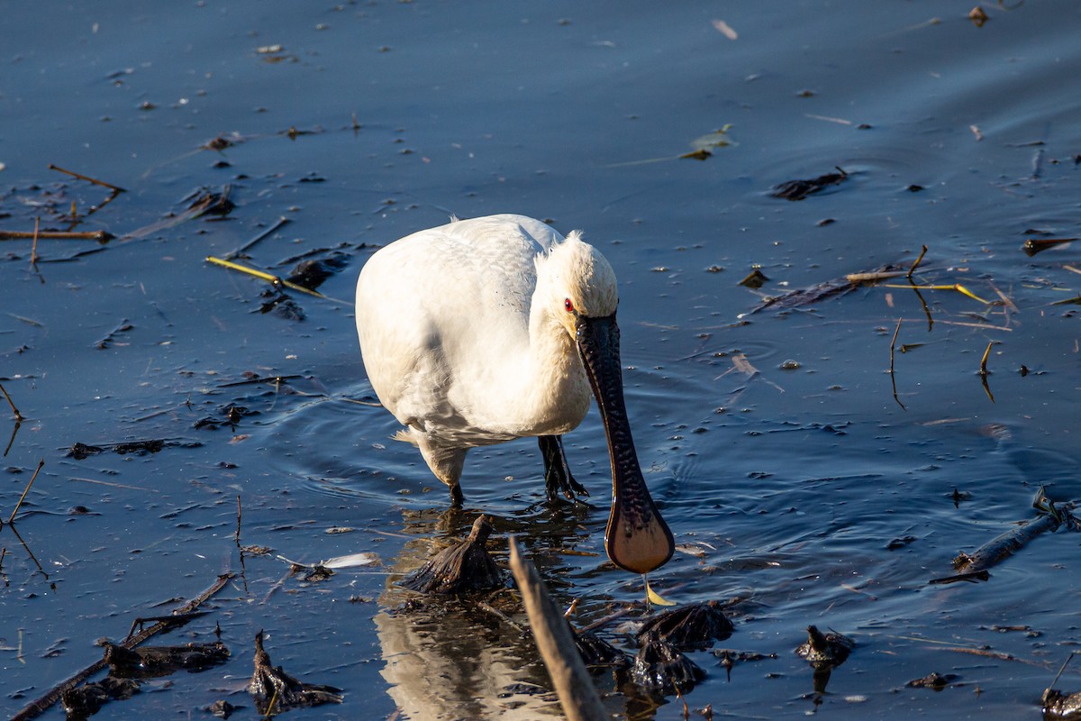 kolpík bílý - ML628943521