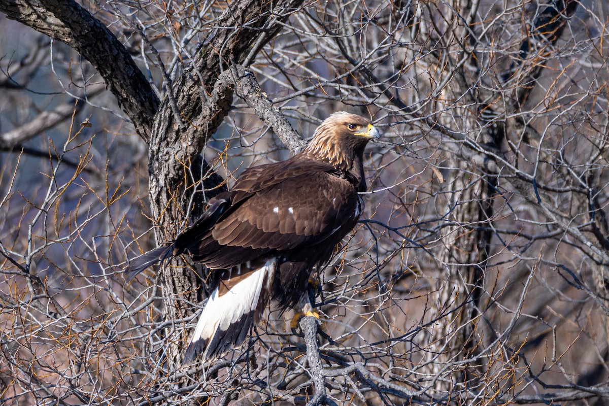 Цармын бүргэд - ML628943637
