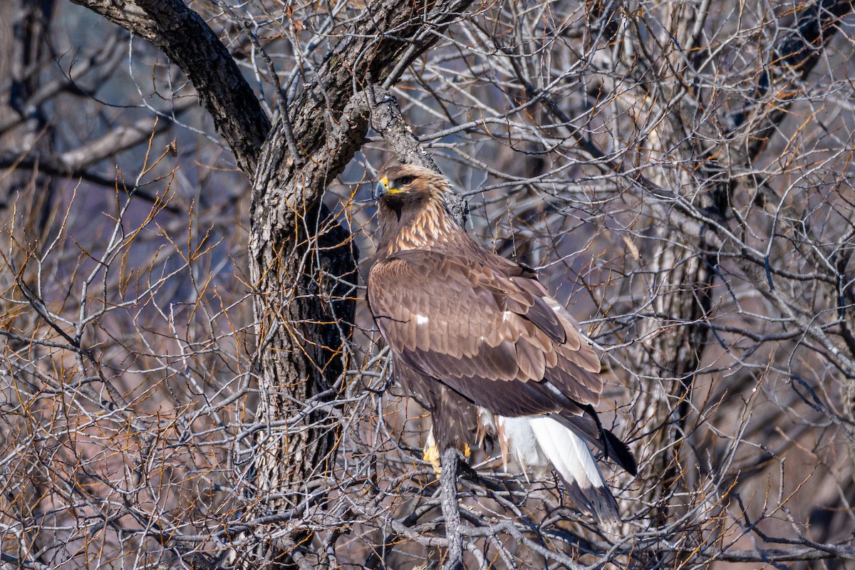 Цармын бүргэд - ML628943638