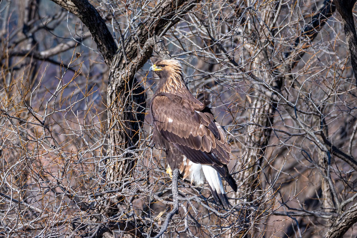 Цармын бүргэд - ML628943640