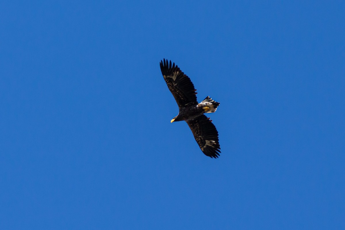 Steller's Sea-Eagle - ML628943715
