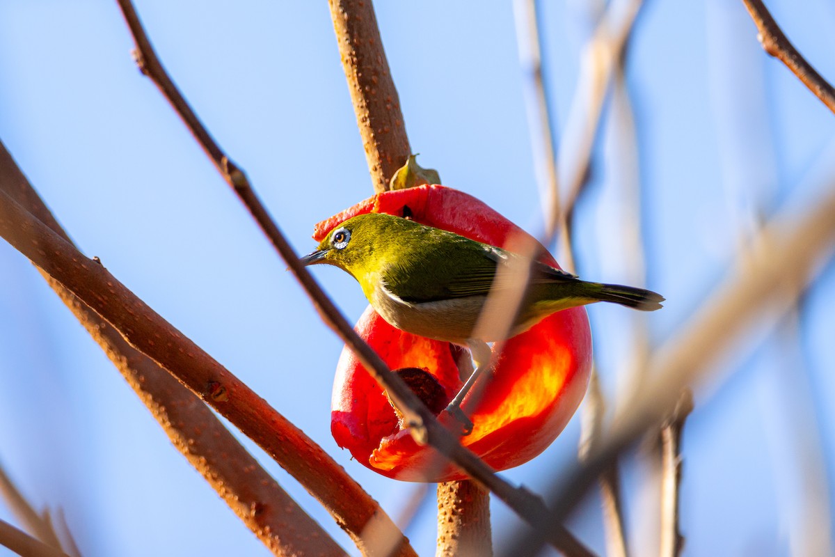 Warbling White-eye - ML628943765