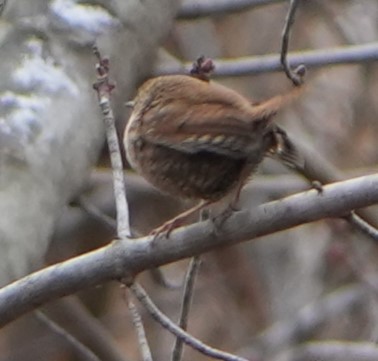 Winterzaunkönig - ML628943823