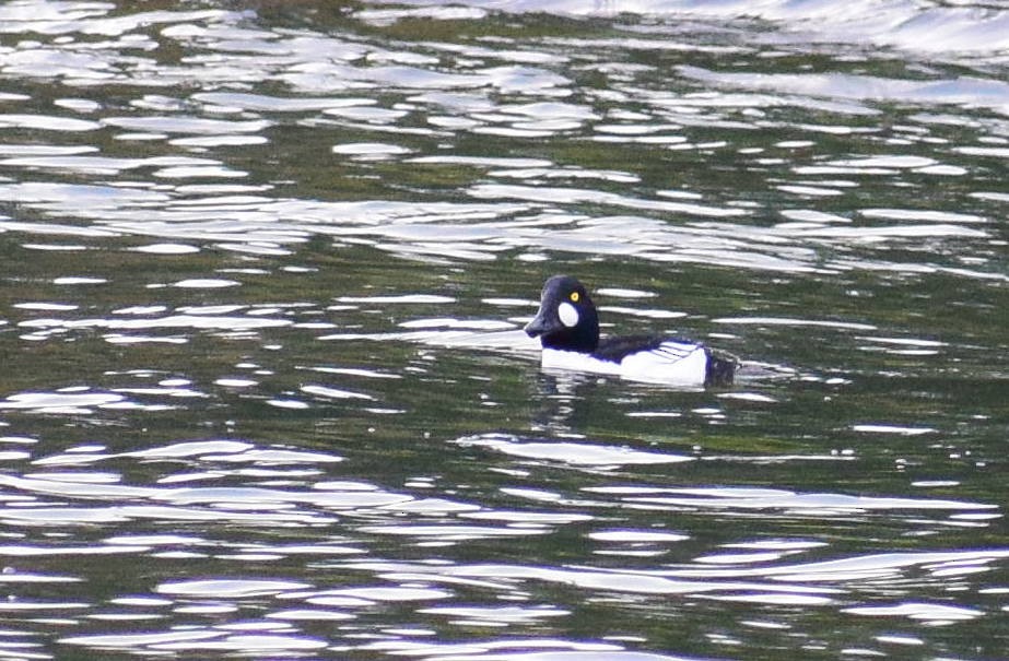 Common Goldeneye - ML628943886