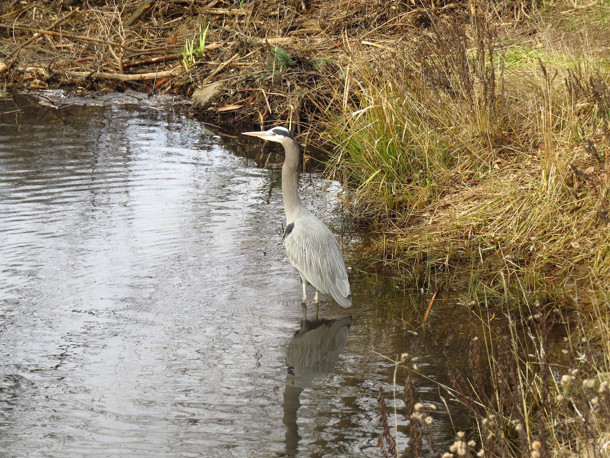 Great Blue Heron - ML628944095