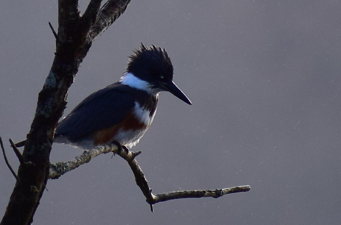 Belted Kingfisher - ML628944098