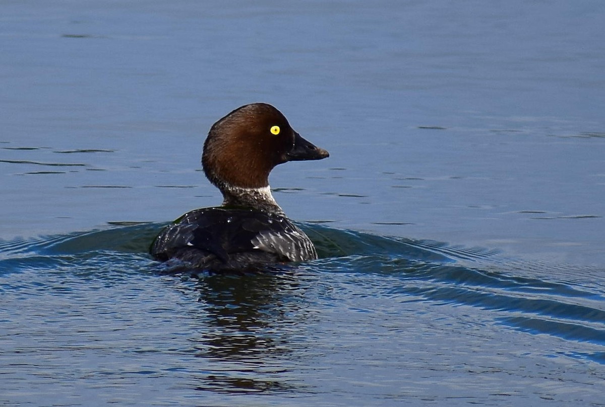 Common Goldeneye - ML628944173