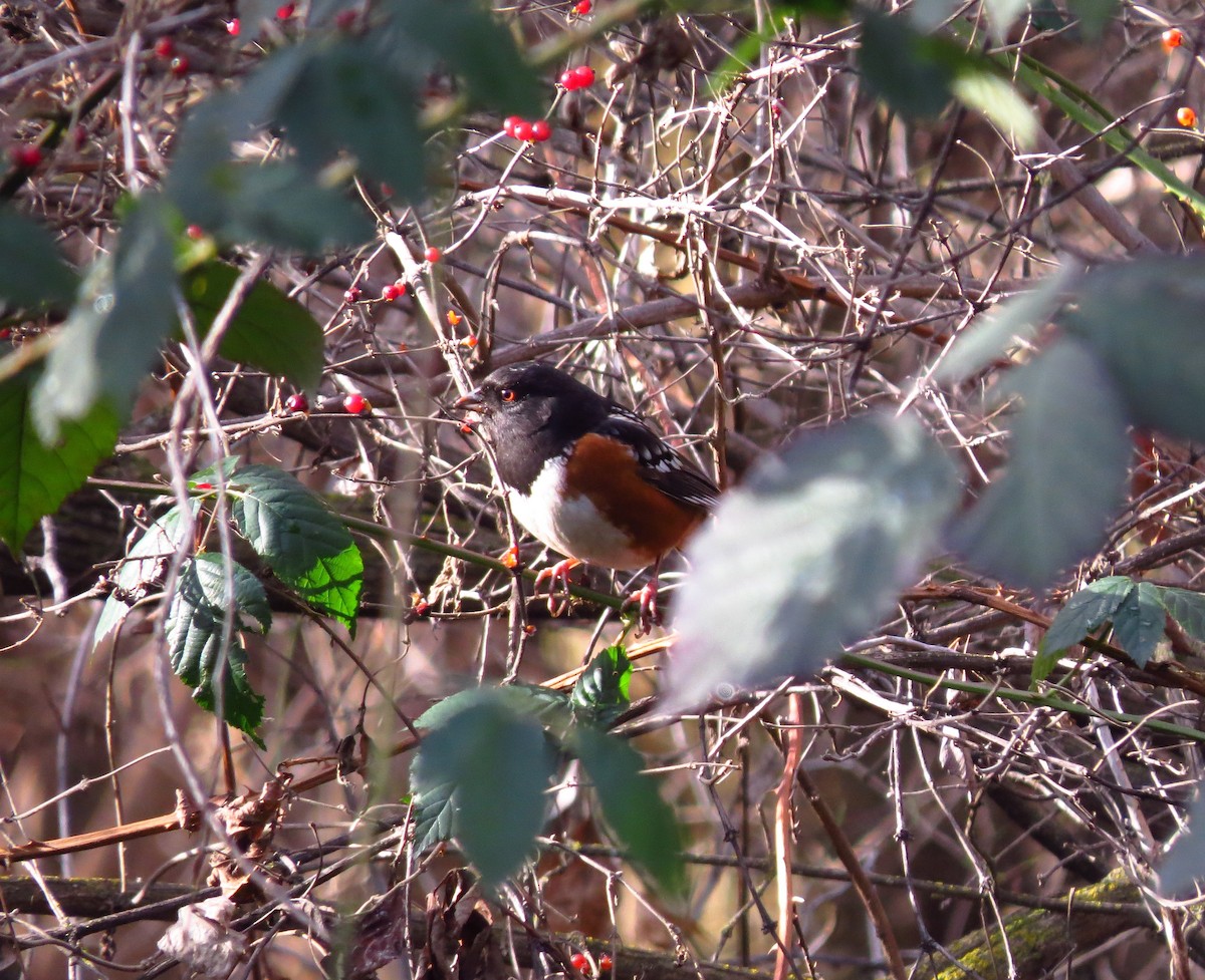 Spotted Towhee - ML628944204