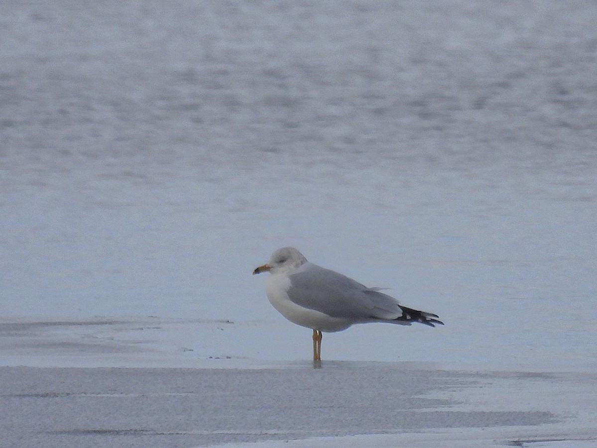 Gaviota de Delaware - ML628944205