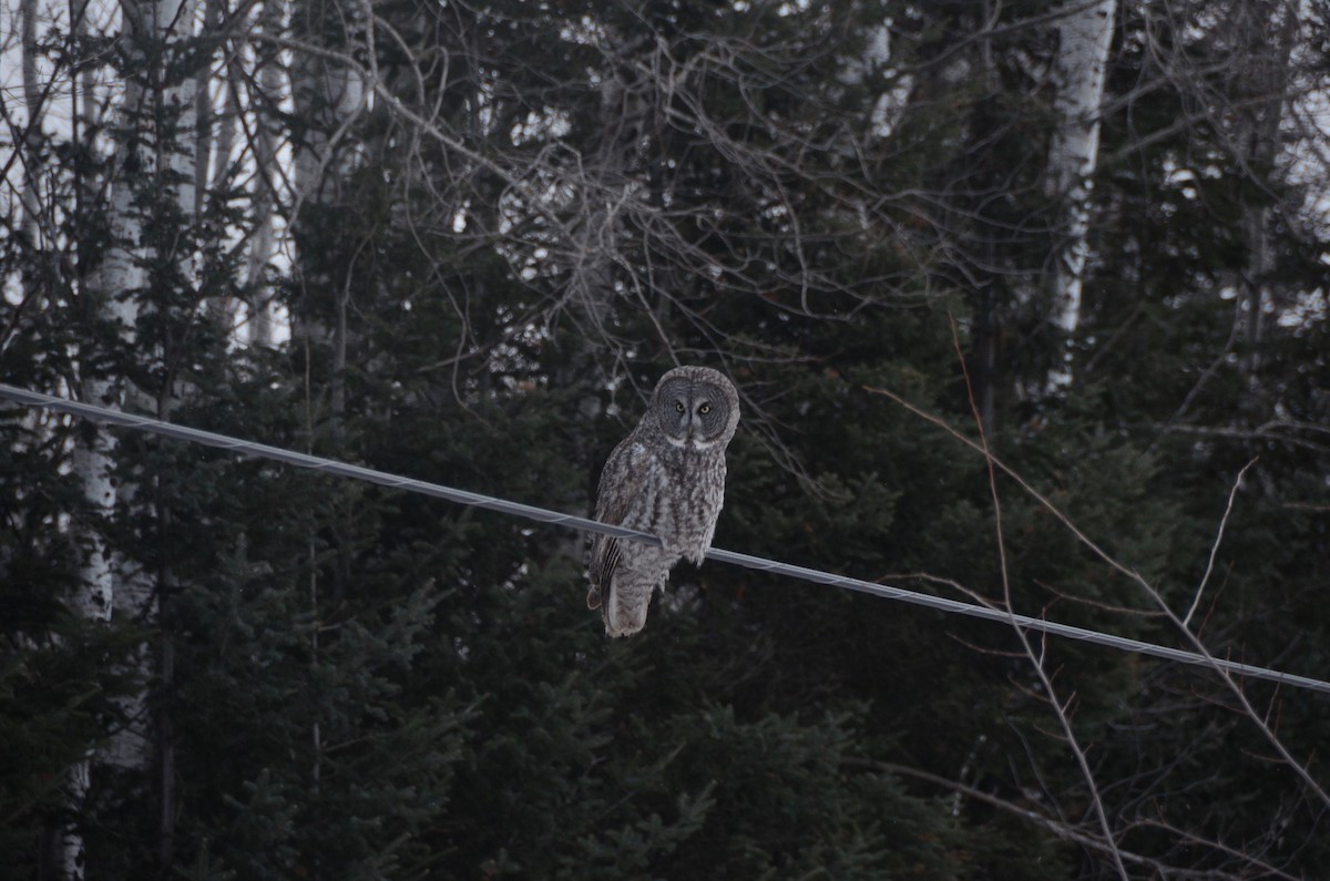 Great Gray Owl - ML628944739
