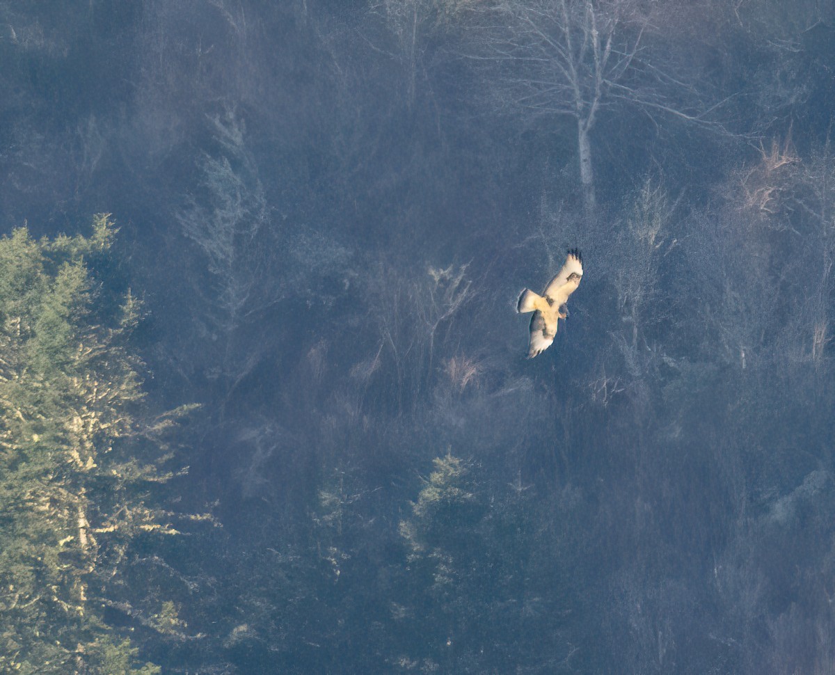 Rough-legged Hawk - ML628944907