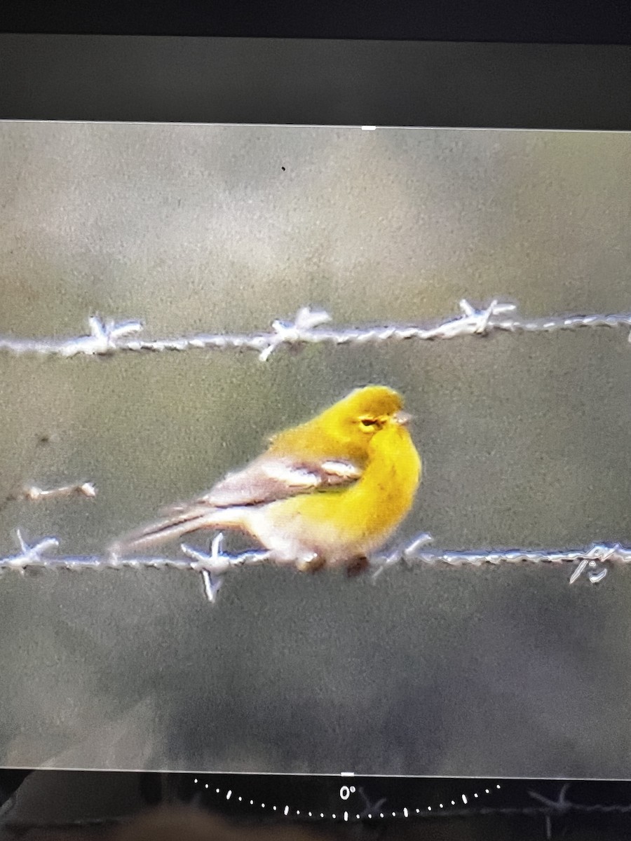 Pine Warbler - ML628945113