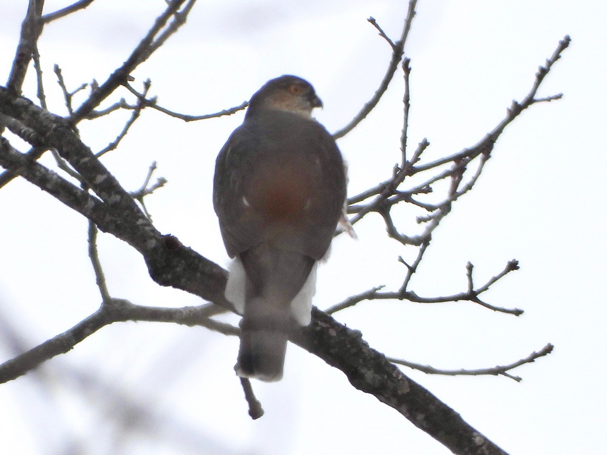 Sharp-shinned Hawk - ML628945135