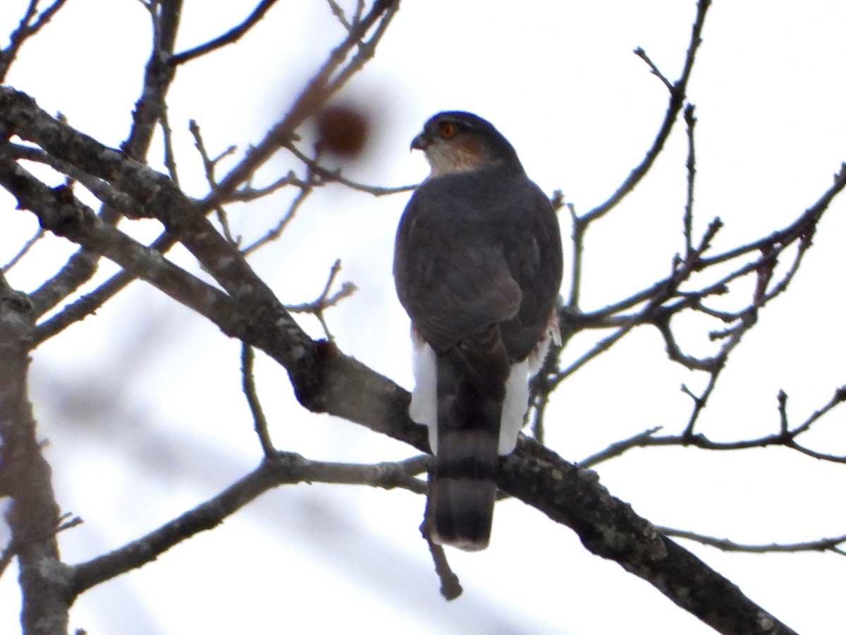 Sharp-shinned Hawk - ML628945136