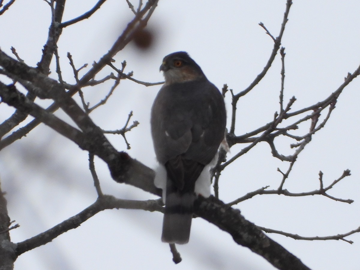 Sharp-shinned Hawk - ML628945138