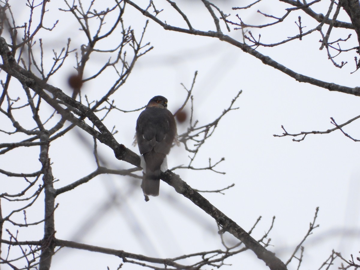 Sharp-shinned Hawk - ML628945139