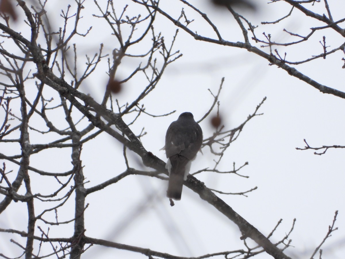 Sharp-shinned Hawk - ML628945143