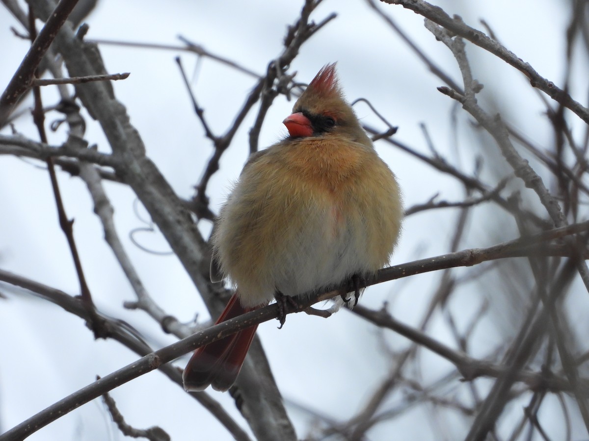 Northern Cardinal - ML628945202