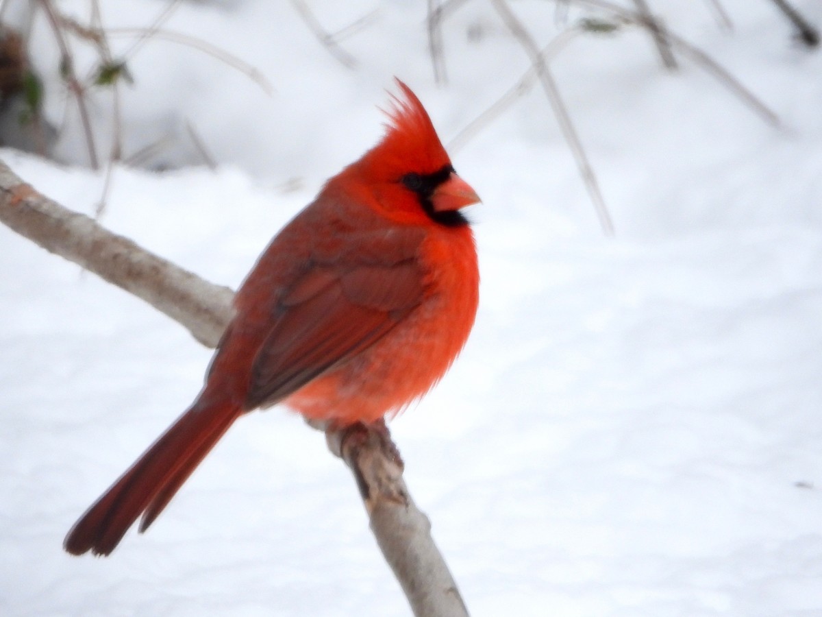 Northern Cardinal - ML628945271