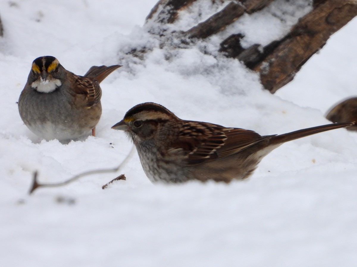 White-throated Sparrow - ML628945358