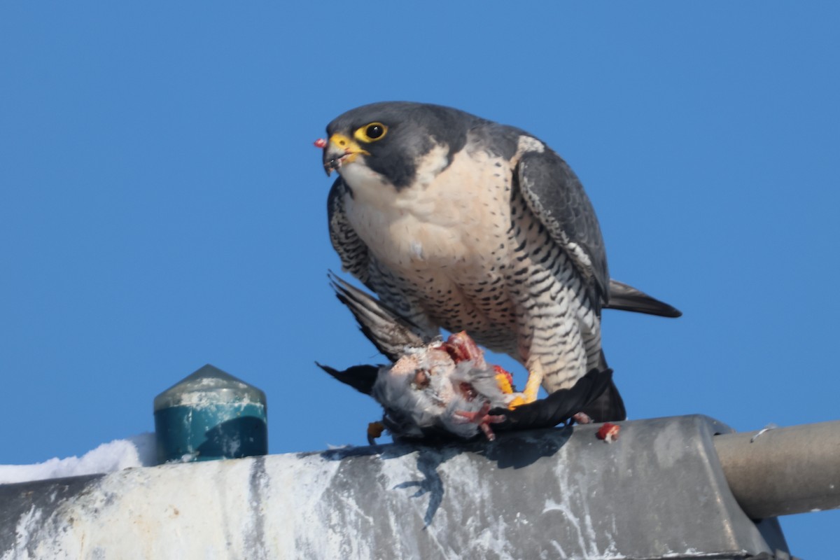 Peregrine Falcon - ML628945507