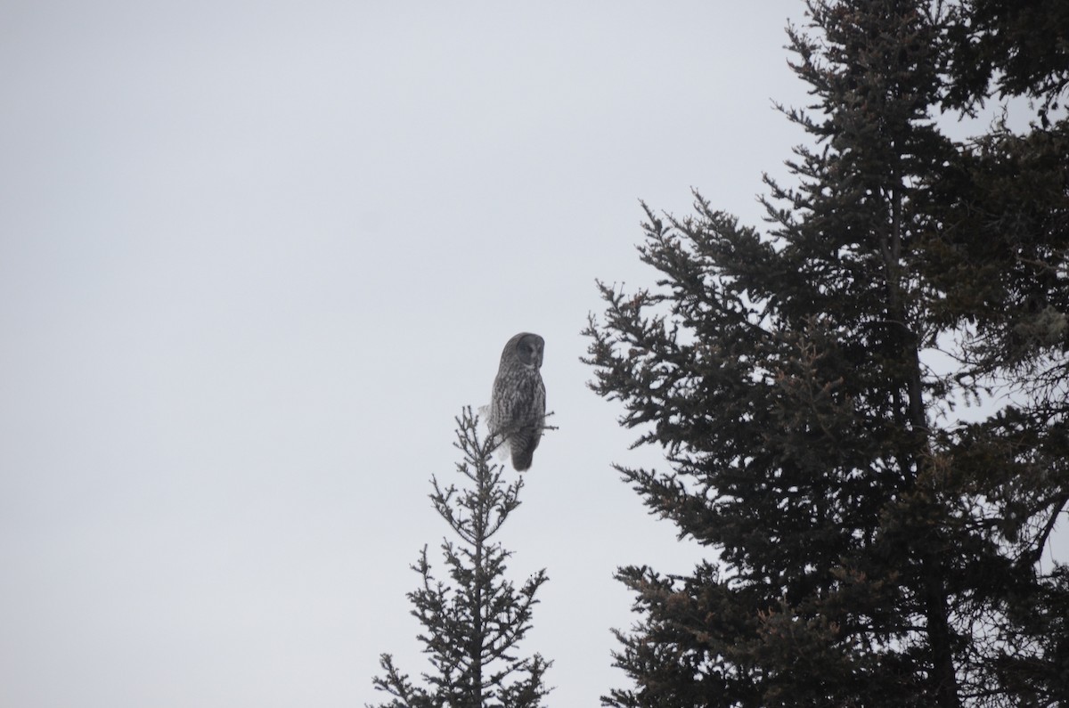 Great Gray Owl - ML628945529