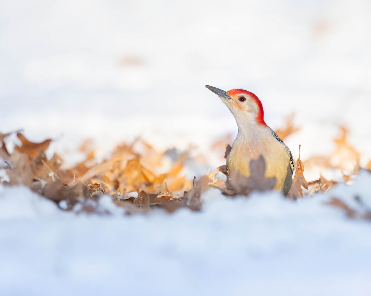 Red-bellied Woodpecker - ML628945609
