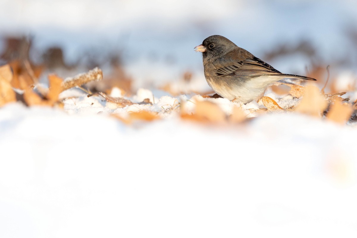 Dark-eyed Junco - ML628945625
