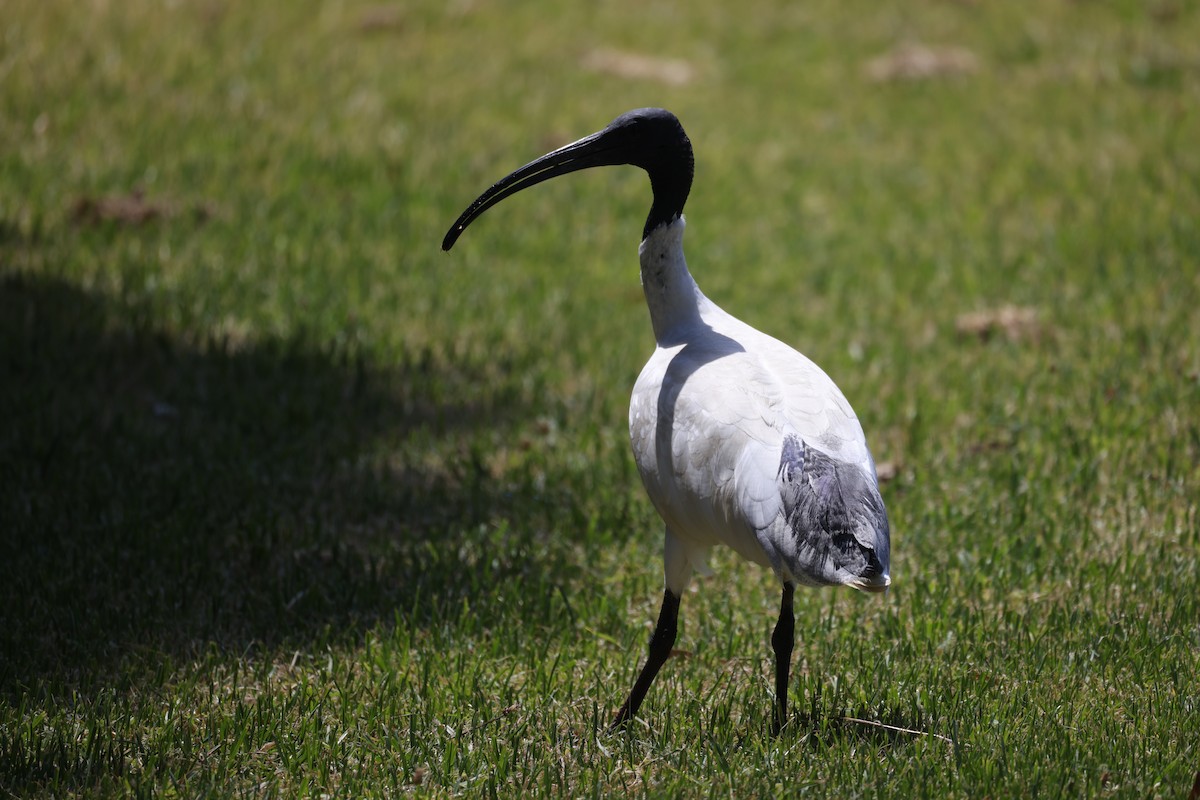 Australian Ibis - ML628945745