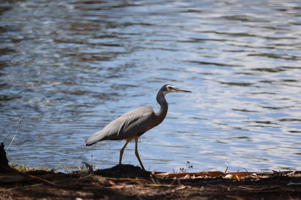 White-faced Heron - ML628945806