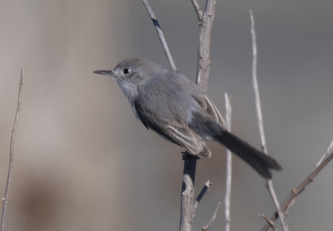 California Gnatcatcher - ML628945809