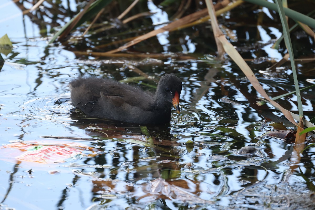 Dusky Moorhen - ML628945868